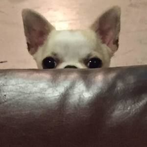 Meet your Posher, Darla